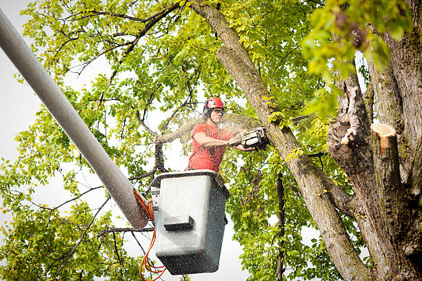 Professional  Tree Services in Mebane, NC